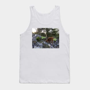 Scottish Highland Cattle Calf and Cats 1756 Tank Top